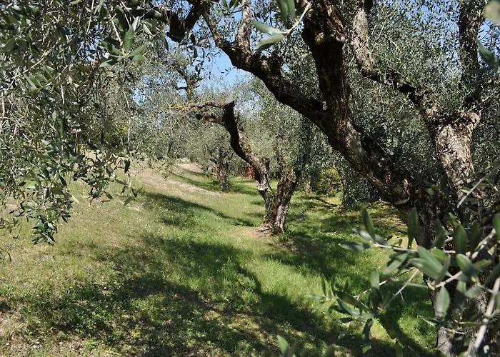La Casa Tra Gli Olivi * סונה